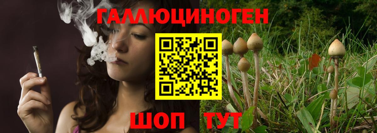 Псилоцибиновые грибы Psilocybine cubensis Стрежевой